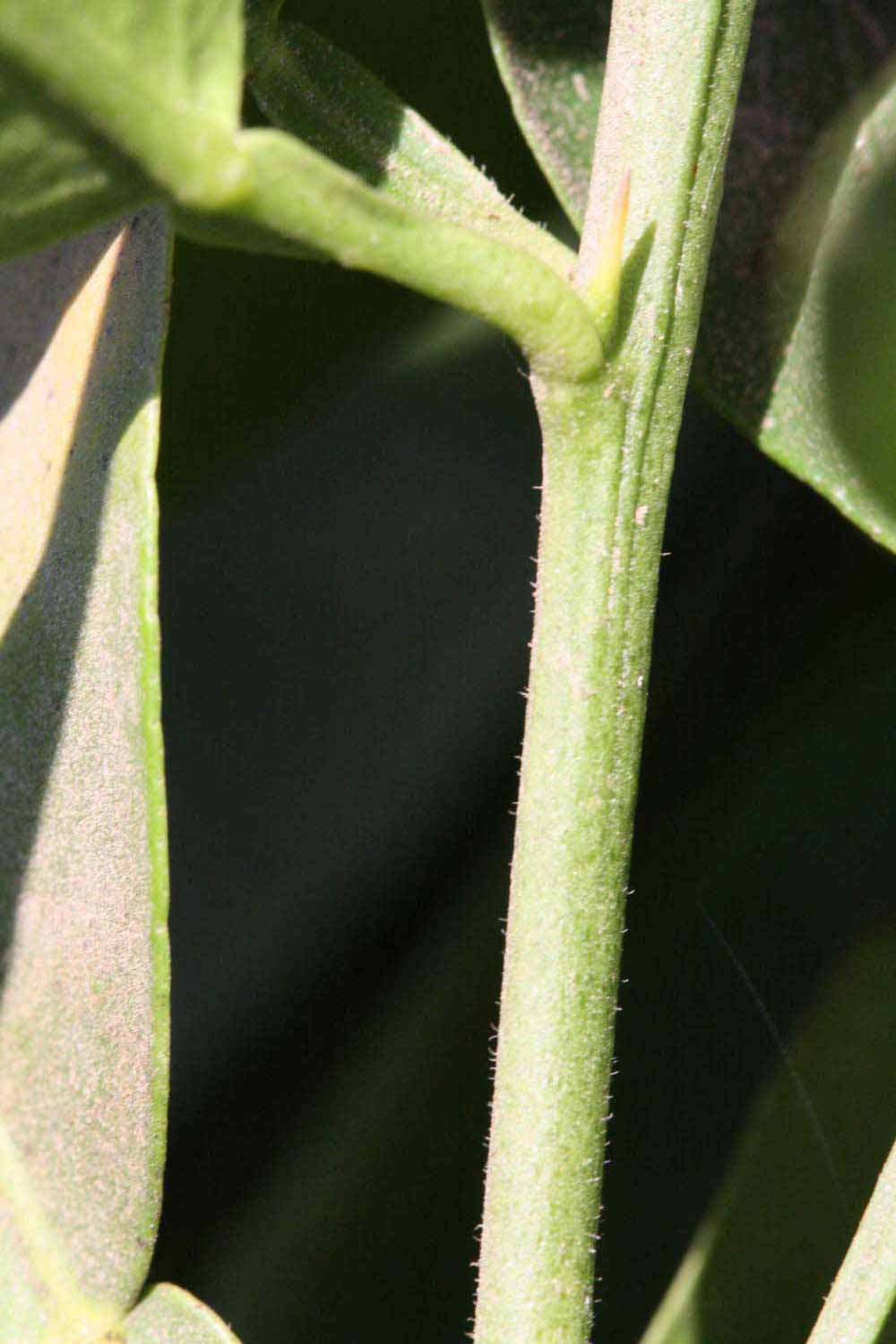            First year twig (Riverside, CA)   